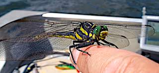 Unexpected Dragon Fly Fishing With Ron Ramsey at Fireside Lodge in Canada